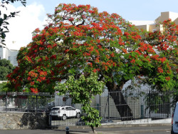 Photo d'un flamboyant à l'île de La Réunion