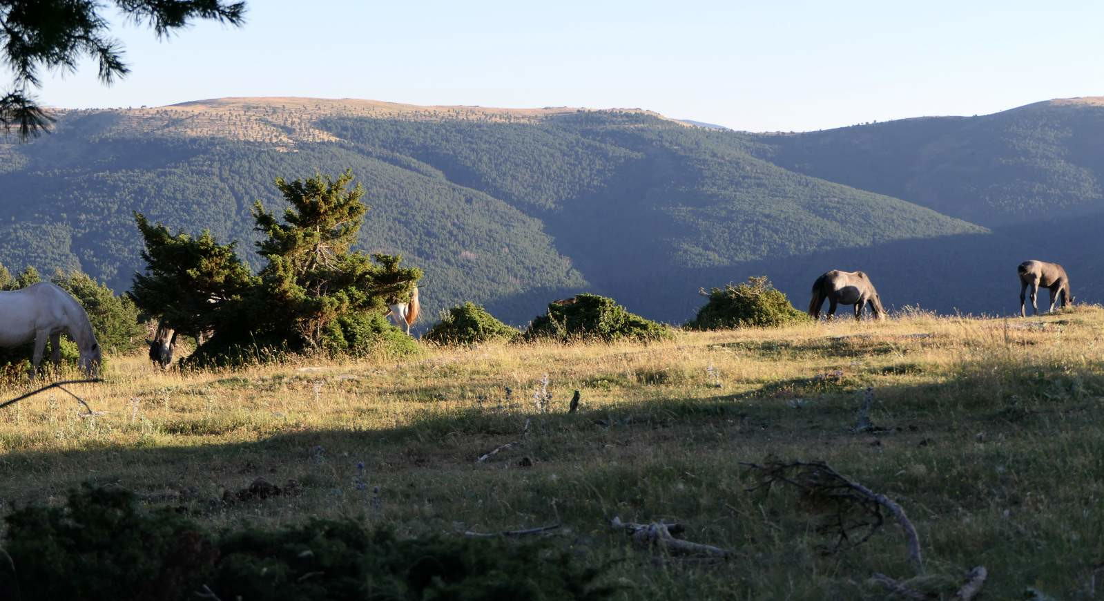 Les chevaux curieux en estive se rapprochent de nous, Catalogne, Espagne. | Cliquer pour agrandir Les chevaux curieux en estive se rapprochent de nous, Catalogne, Espagne. | Cliquer pour agrandir