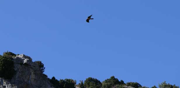 Vol de rapaces dans la Sierra de Guara, Aragon, Espagne. | Cliquer pour agrandir Vol de rapaces dans la Sierra de Guara, Aragon, Espagne. | Cliquer pour agrandir