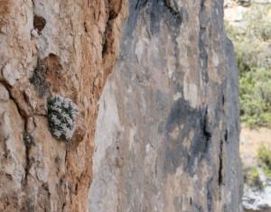 Une plante primaire accrochée à la roche, Aragon, Espagne. | Cliquer pour agrandir Une plante primaire accrochée à la roche, Aragon, Espagne. | Cliquer pour agrandir