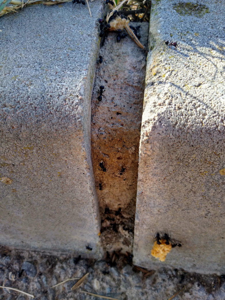 Les fourmis en plein travail, Espagne. | Cliquer pour agrandir Photo qui montre les fourmis en plein travail, Espagne. | Cliquer pour agrandir