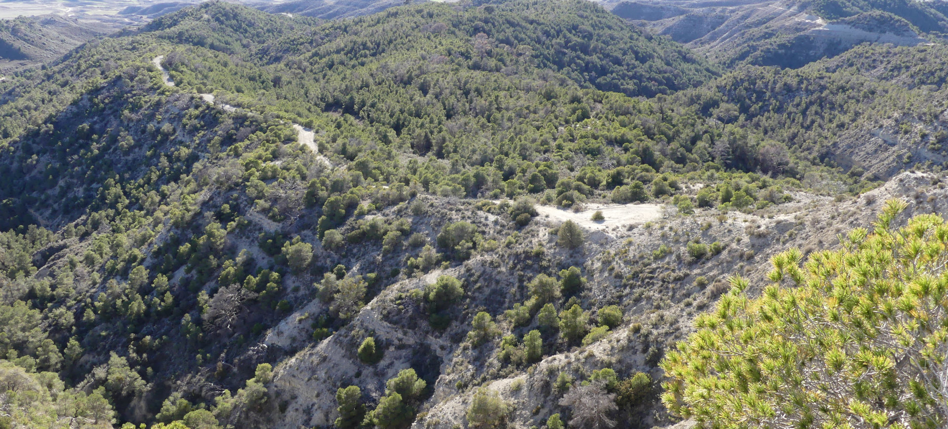 Des pinèdes à perte de vue, Aragon, Espagne. | Cliquer pour agrandir Photo qui montre Des pinèdes à perte de vue, Aragon, Espagne. | Cliquer pour agrandir