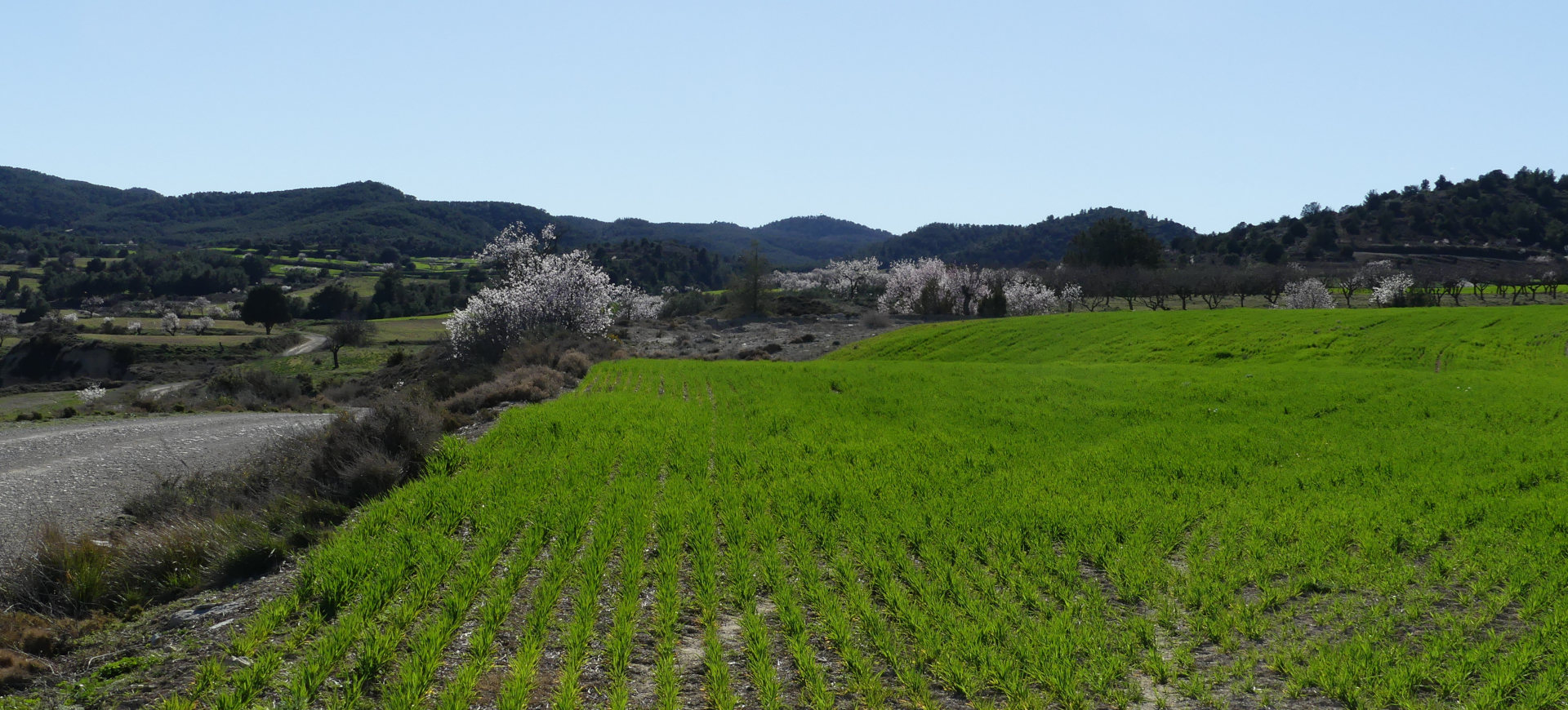 Les amandiers en fleur sur la piste, Aragon, Espagne | Cliquer pour agrandir Photo qui montre Les amandiers en fleur sur la piste, Aragon, Espagne | Cliquer pour agrandir