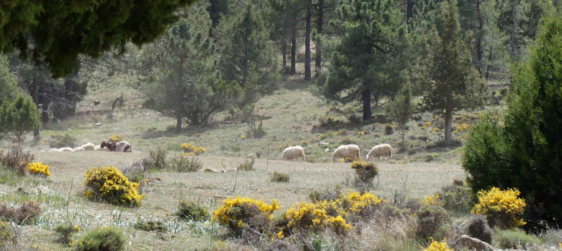 Les brebis paissent, Albarracin, Aragon, Espagne. | Cliquer pour agrandir Photo qui montre Les brebis paissent, Albarracin, Aragon, Espagne. | Cliquer pour agrandir