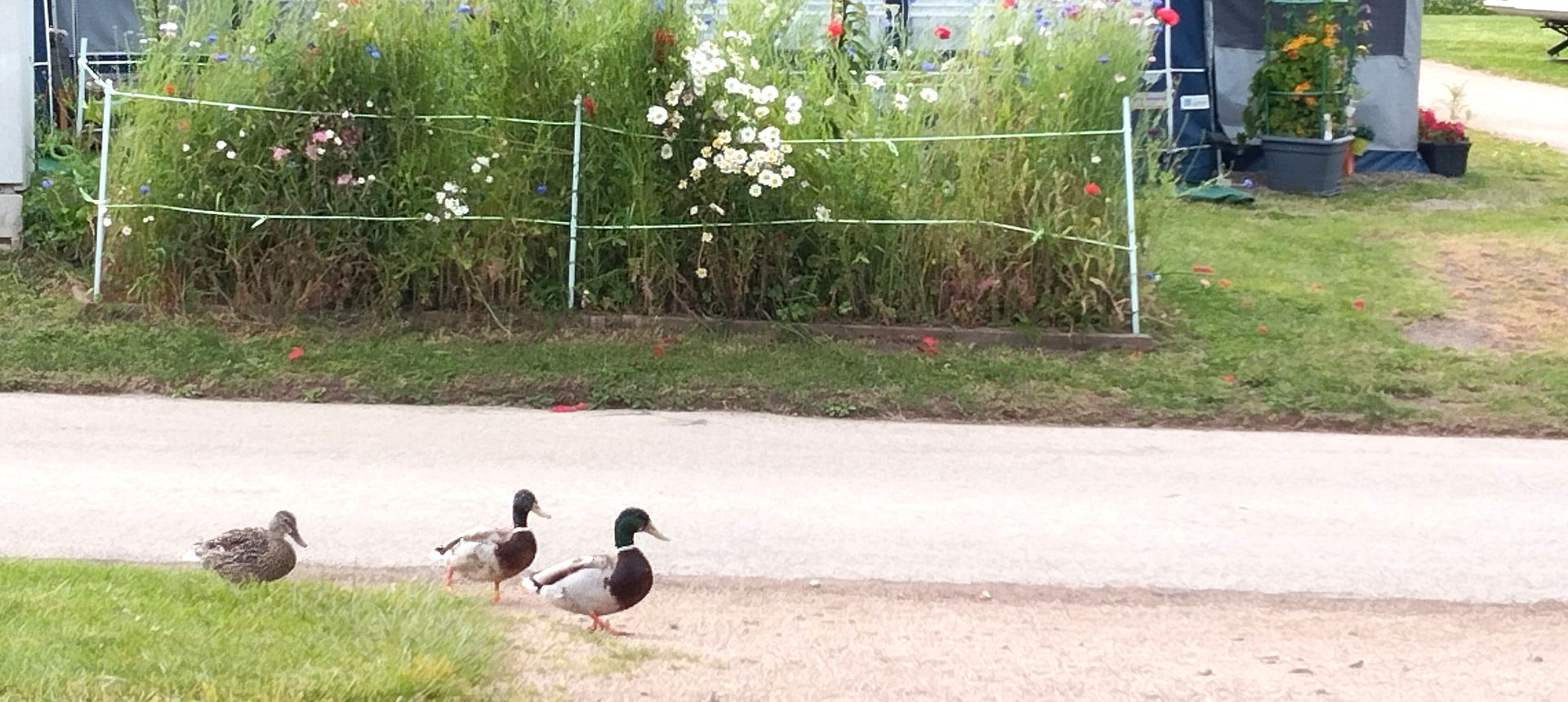 Les canards se dandinent dans le camping | Cliquer pour agrandir Photo qui montre que Les canards se dandinent dans le camping | Cliquer pour agrandir