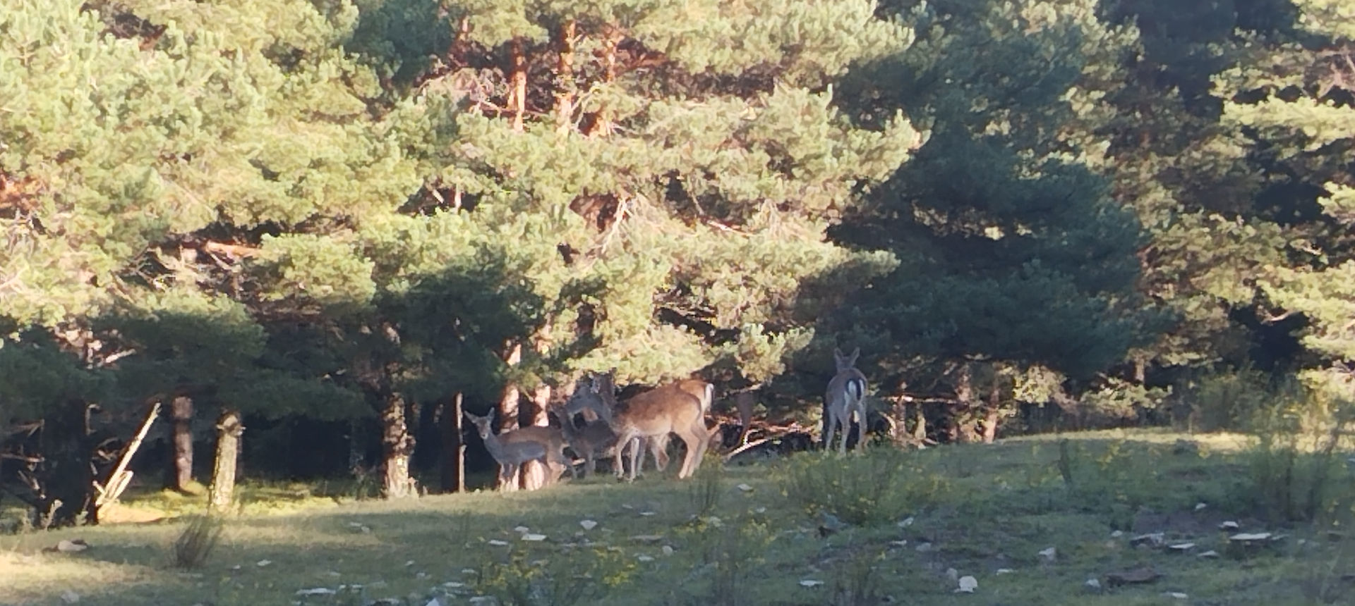 Remote corners with deer for company | click to enlarge Photo showing Remote corners with deer for company | click to enlarge